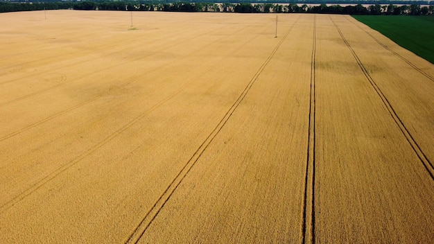 Grote tarweveld-drone stijgt op met panoramisch uitzicht op verschillende landbouwvelden