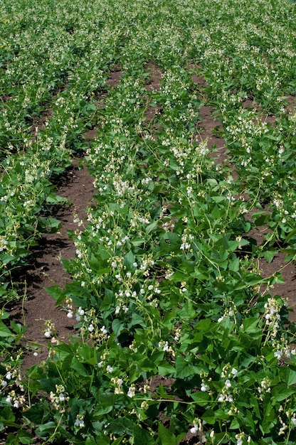 Grote teelt van witte bonen