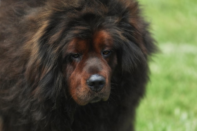 Grote Tibetaanse mastiff op het gras buiten