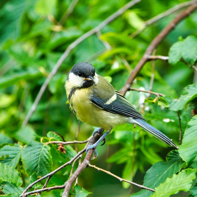 Grote Tilt in het wild op groene boom