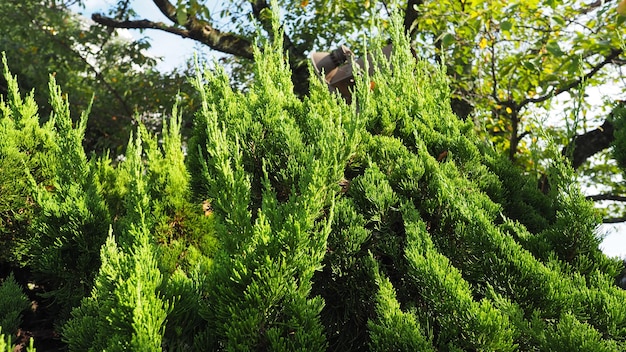 Grote traditionele Japanse groene kleurendennenboom in de tuin van Himeji-kasteel in Kansai-gebied