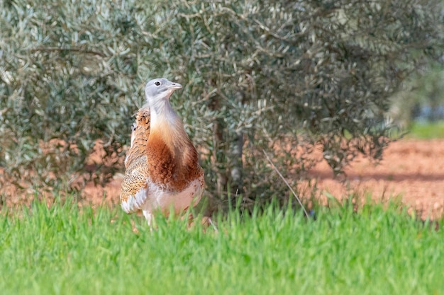 Grote trap Otis tarda Ciudad Real Spanje