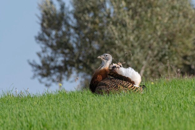 Grote trap Otis tarda Ciudad Real Spanje