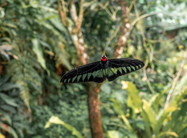 Grote tropische vlinder op de achtergrond van groen kwam in de macro van de webtrap terecht