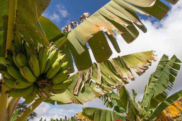 Grote tros bananen aan de boom