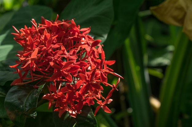 Grote trossen rode Ixora coccinea bloeien tussen heldergroen gebladerte