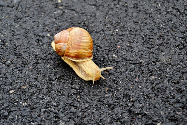 Grote tuin slak in de schelp kruipend op de natte weg haast je naar huis slak Helix bestaat uit eetbaar smakelijk voedsel opgerolde schelp om het lichaam te beschermen natuurlijk dier slak in de schelp van slijm kan voedzame room gemaakt