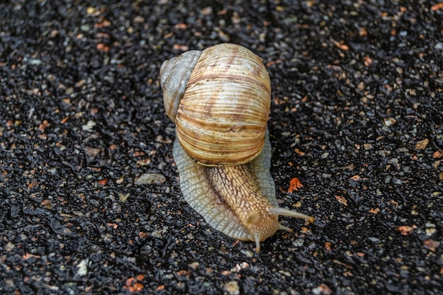 Grote tuinslak in de schaal die op een natte weg kruipt, haast zich naar huis