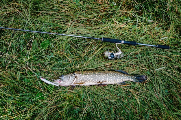 Grote vangst, snoek met spinnen ligt op gras. vis, lepel. baars op haken.