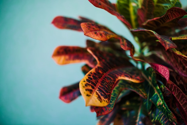 Grote veelkleurige bladeren van croton