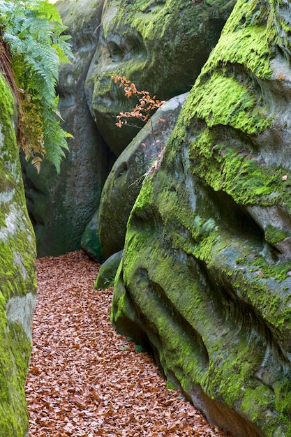 Grote verheven steen en herfstbladeren (