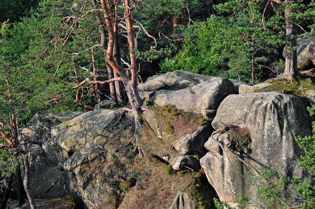 Grote verheven stenen in het groene beukenbos van de lente.