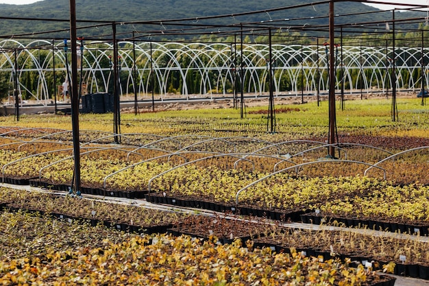 Grote verscheidenheid aan jonge planten in potten in rijen en sectoren Kleurrijke diversiteit aan bloemen en planten Ondersteunend lokaal bedrijfsconcept