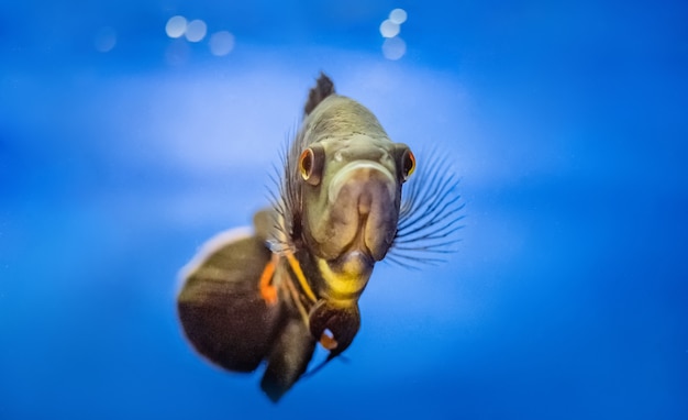 Foto grote vissen, bewegend door water in aquarium