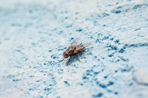 Grote vlieg op de blauwe muur. de vlieg is een drager van infecties_