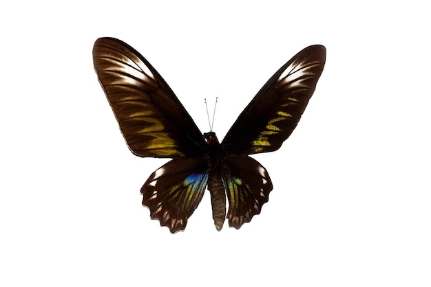 Grote vlinder met bruine vleugels isoleren op witte achtergrond