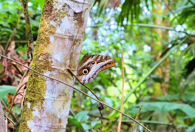 Foto grote vlinder op een insect van het boomregenwoud