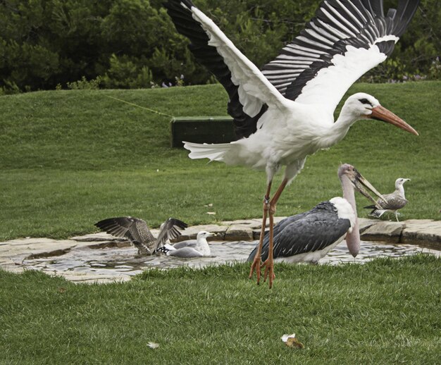 Foto grote vogel dierentuin