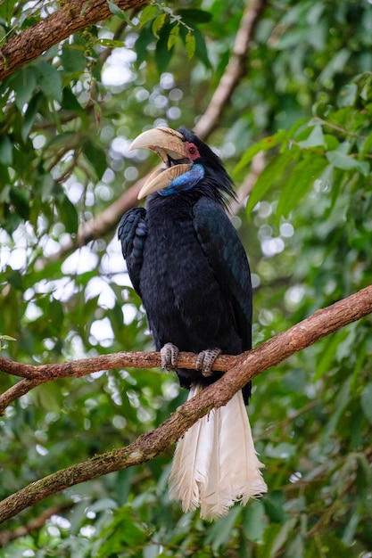 Grote vogel neushoornvogel blauwe nek zat op boom in park