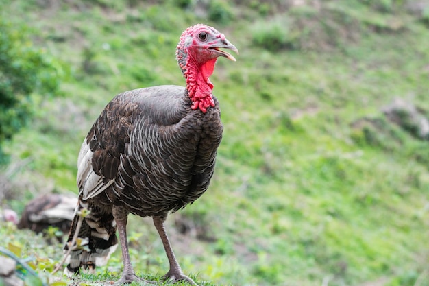 Grote vogel poseren en kijken naar de camera grote vogel met een rood hoofd en nek voedselconcept