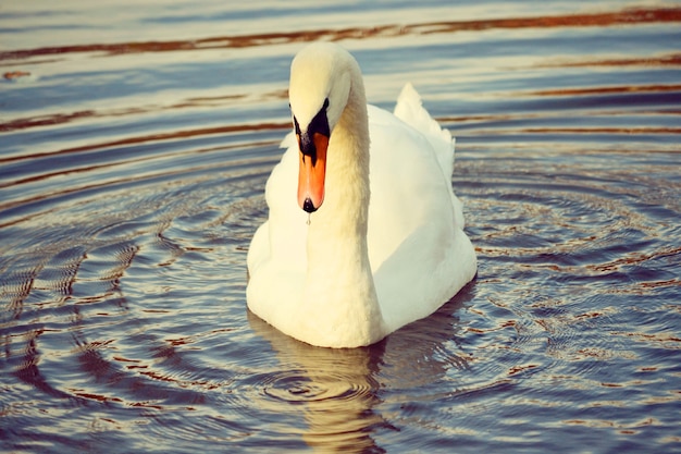 Grote vogel witte zwaan met lange nek drijvers in het waterfilter