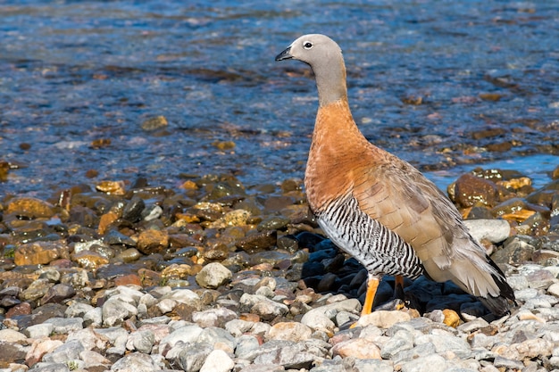 Foto grote vogel