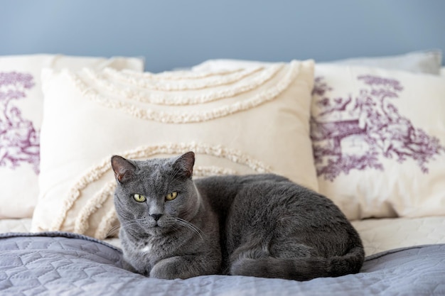 Grote volwassen Britse kat ligt op het bed