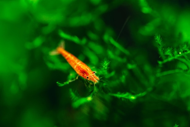 Grote vuurrode of kersendwerggarnalen met groene achtergrond in zoetwateraquariumtank.