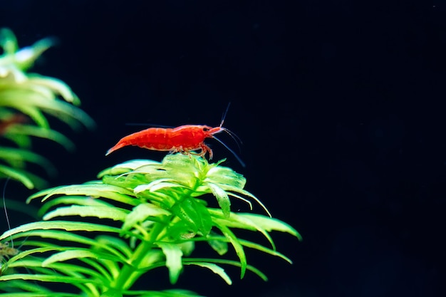 Grote vuurrode of kersendwerggarnalen met groene achtergrond in zoetwateraquariumtank.