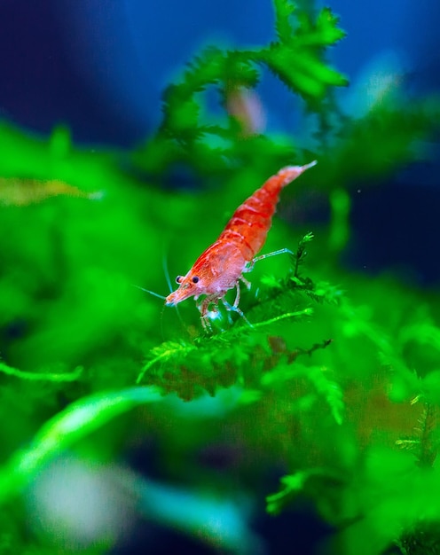 Grote vuurrode of kersendwerggarnalen met groene achtergrond in zoetwateraquariumtank.