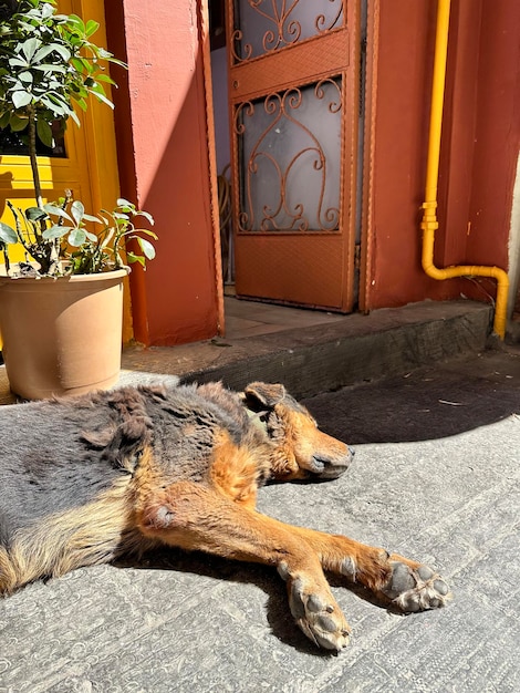 grote waakhond die in de zon rust