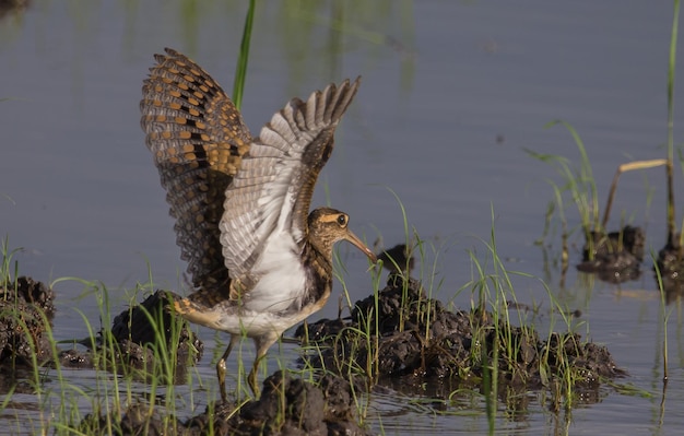 Grote Watersnip in het water hij hief zijn vleugels