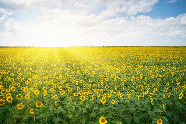 Foto grote weide met zonnebloemen