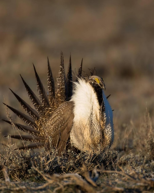 Grote wijze korhoenvogel vrouwtje staande