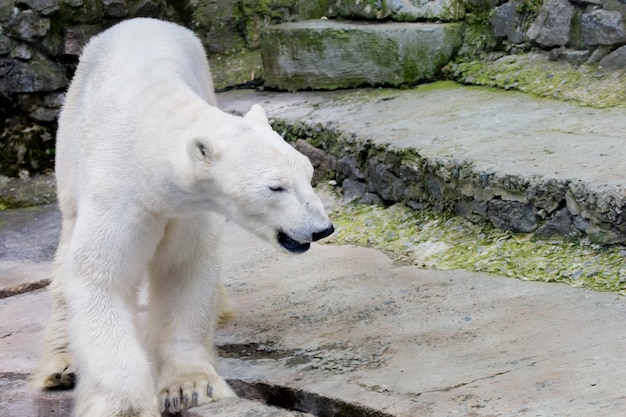Grote wilde ijsbeer in de dierentuin