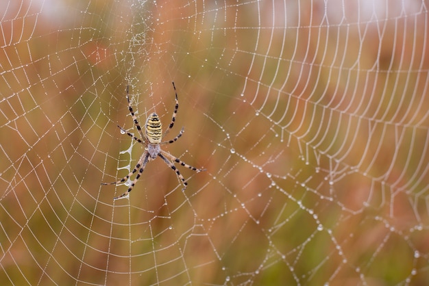 Grote wilde spin op het net