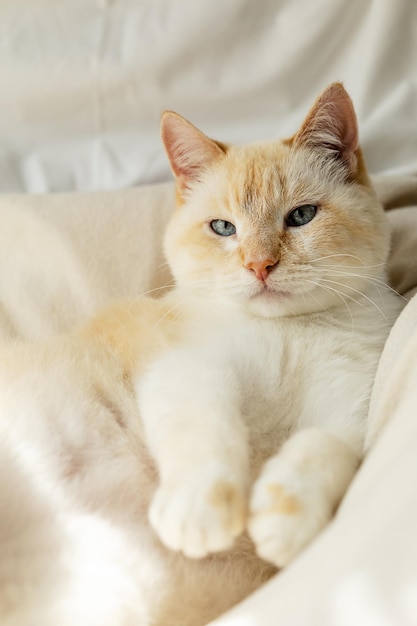 Grote witte blauwogige luie dikke kat koesterend op het bed zalig lange poten naar voren strekkend