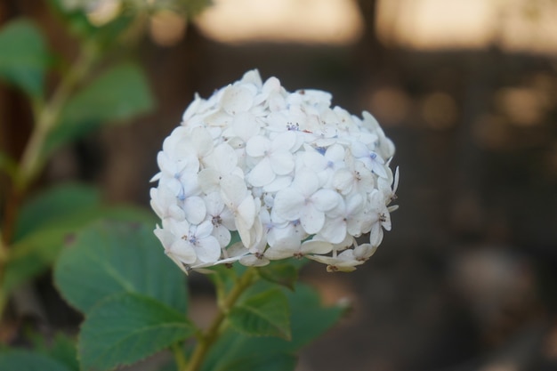 grote witte bloem in de tuin