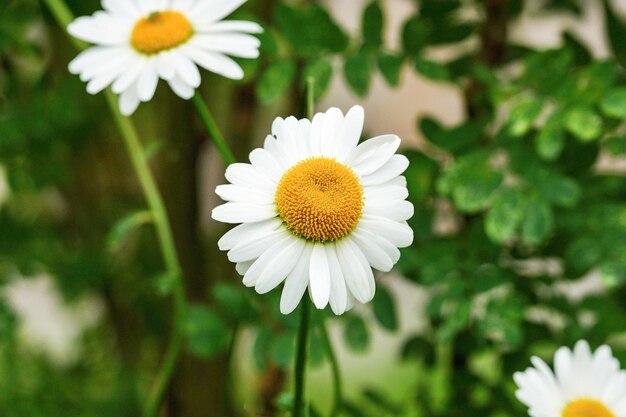 Grote witte bloem van een kamille close-up buitenshuis