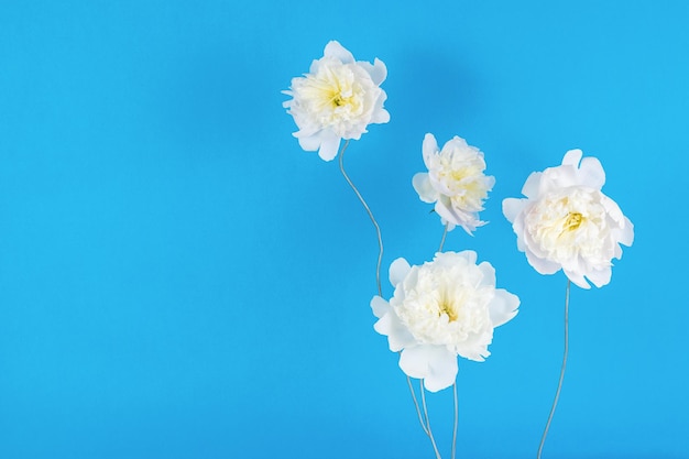 Grote witte bloemknoppen op een draad op een blauwe achtergrond