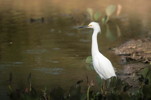 Grote witte egret La Pampa Argentinië