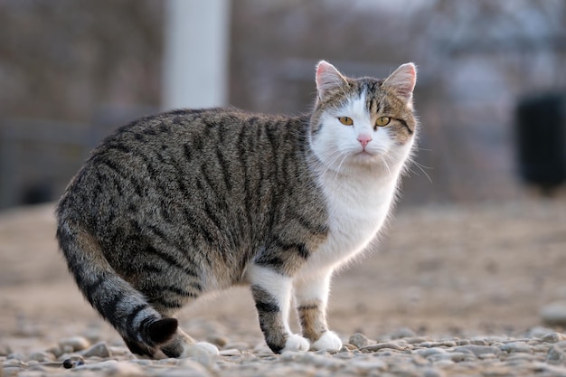 Grote witte en grijze kat die buiten op straat rust