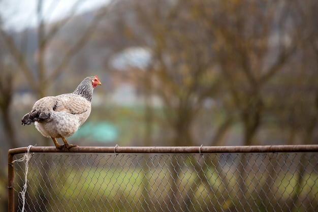 Grote witte en zwarte aardige kip op draadomheining op heldere zonnige dag op vaag kleurrijk landelijk landschap