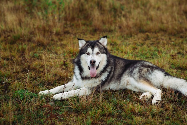Grote witte grijze rasechte Alaskan Malamute hond liggen