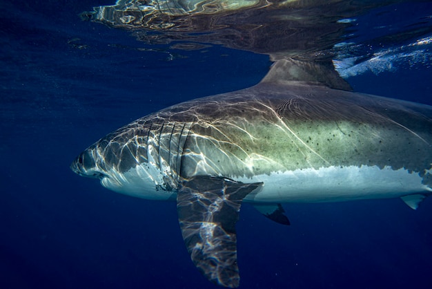 Grote witte haai klaar om aan te vallen vanuit diepblauw