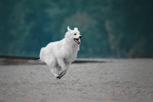 Grote witte hond die op het herfststrand rent Koud herfstseizoen Pluizige hond buiten