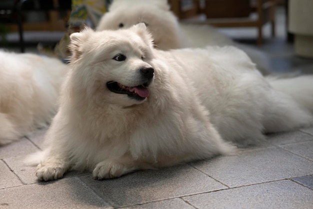 Grote witte hond liggend op de achtergrond