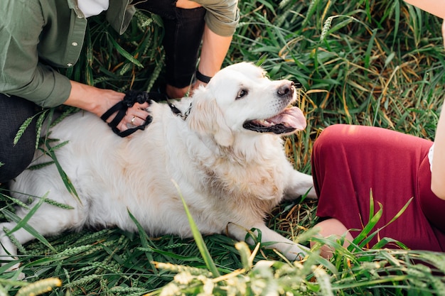 Grote witte hond rust met zijn baasjes tussen groene aartjes in de zomer op wandeling. wandelen in de frisse lucht. onderhoud en verzorging van dieren. gezonde levensstijl. vriendschap en vertrouwen. huisdieren.lifestyle.