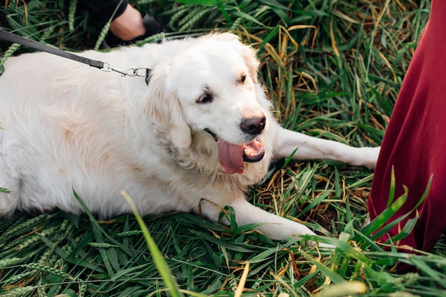 Grote witte hond rust met zijn tong uitsteekt tussen groene aartjes in de zomer op wandeling. wandelen in de frisse lucht. onderhoud en verzorging van dieren. gezonde levensstijl. vriendschap en vertrouwen. huisdieren.