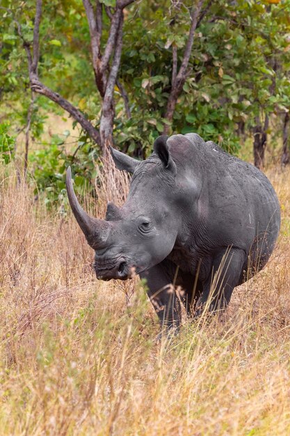 Grote witte neushoorn bij Meru Kenia